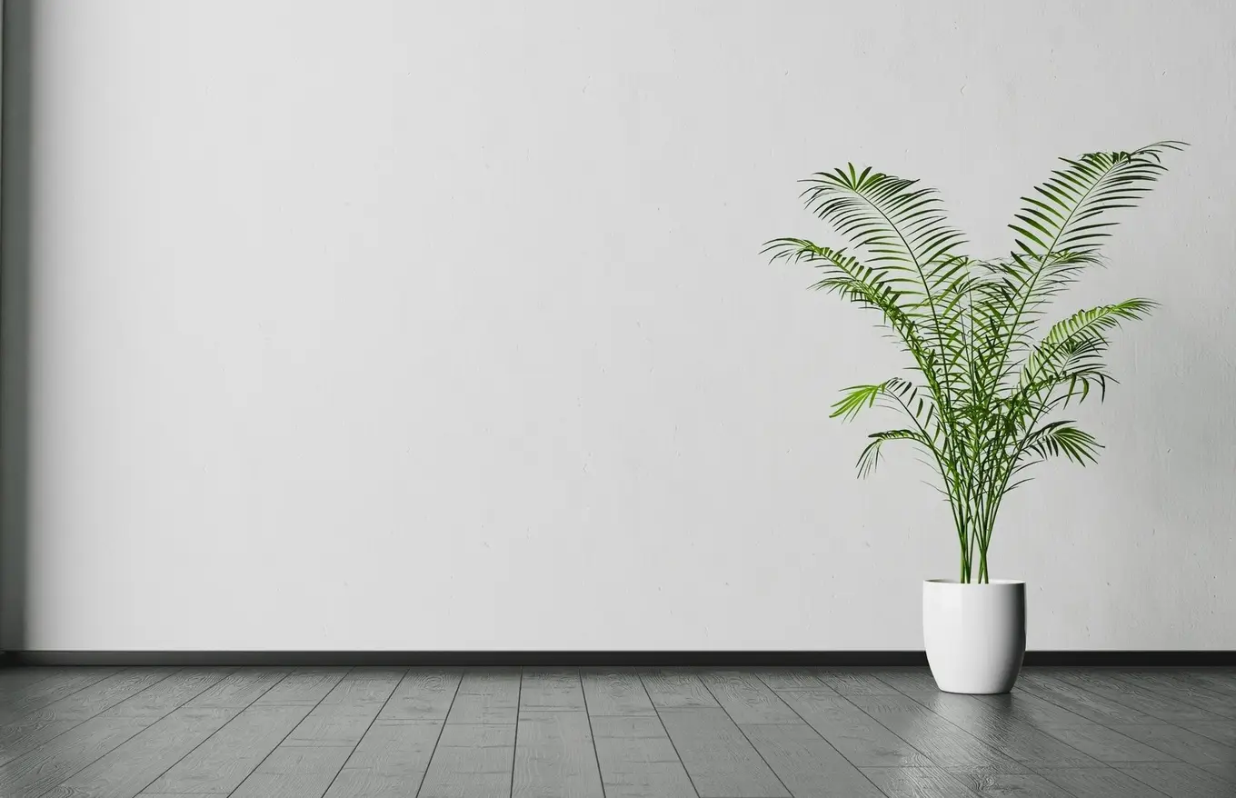 kwiatek na tle białej ściany